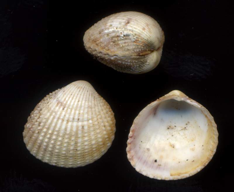 Parvicardium o Plagiocardium